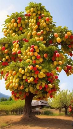 Fruit Picture, Fruits Images, Fruit Wallpaper, Fruit Photography, Beautiful Fruits, Unique Trees, Amazing Nature Photos, Garden Kits, Fruit Plants