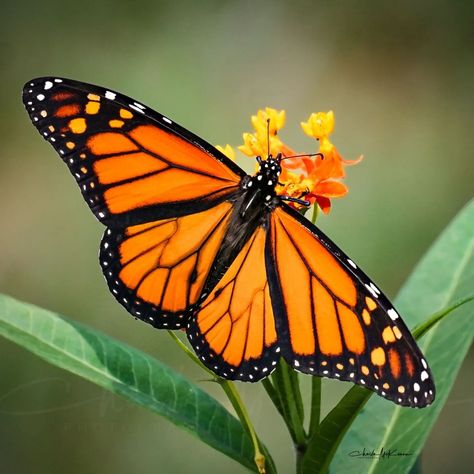 Monarch Butterfly Pictures, Blue Monarch Butterfly Aesthetic, Monarch Butterfly Painting Acrylic, Monarch Butterfly Photography, Monarch Butterfly Aesthetic, Monarch Butterfly Images, Monarch Fairy, Monarch Butterflies Photography, Butterfly Reference