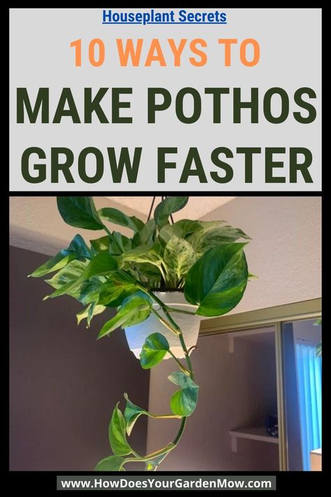 make pothos grow faster Pothos Plant Outdoor, How To Grow Pothos In Water, Photos Plant Ideas, Pothos Propagation Soil, How To Make Plants Grow Faster, Pothos Display Ideas, How To Make Pothos Fuller, Pathos Plant Care, How To Propagate Pothos