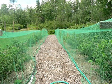 Classroom Themes For Toddlers, October Preschool Themes, Blueberry Patch, Happy Classroom, Pond Netting, Garden Mesh, Bush Garden, Orchard Garden, Berry Garden