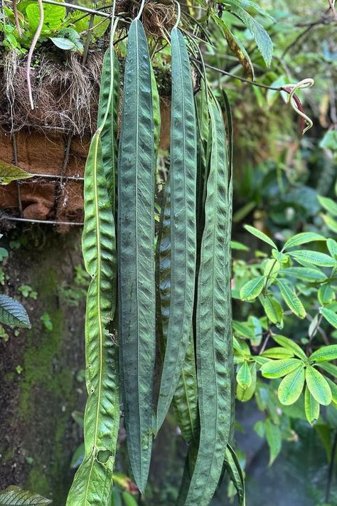 Elevate your Anthurium Wendlingeri care skills with our comprehensive guide. Whether you're a beginner or an experienced plant enthusiast, this definitive resource has all the insights you need for your flourishing Anthurium Wendlingeri. IG Photo by: mnbotanicals Anthurium Pendens, Anthurium Bakeri, Anthurium Wendlingeri, Anthurium Pallidiflorum, Anthurium Vittarifolium, Identifying Plants, Botanical Academia, Wishlist Plants, Anthurium Plant