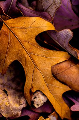 Mustard & Burgundy Burgundy Living Room, Mustard Bedding, Design Seeds, Bedroom Colors, Fall Foliage, Colour Schemes, Color Collection, Color Inspiration, Autumn Leaves