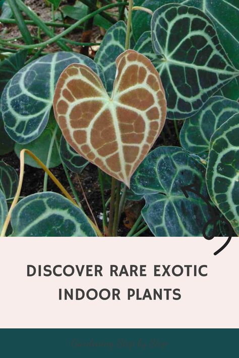 Discover rare exotic indoor plants on a gardening guide cover. Colorful Plants Indoor, Rare Indoor Plants, Grow Vanilla Beans, Exotic Aesthetic, Exotic House Plants, Gloriosa Lily, Indoor Tropical Plants, Dream Patio, Succulent Care