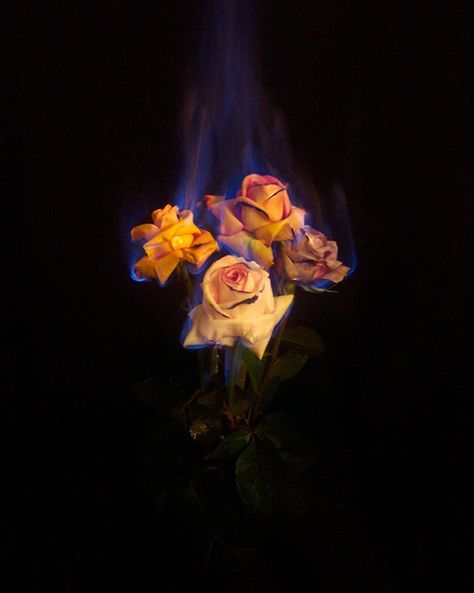 Rose On Fire Wallpaper, Rose On Fire, Burning Flowers, Fire Wallpaper, Burning Rose, Bohemian Wallpaper, Aesthetic Rose, Aesthetic Roses, Fire Photography