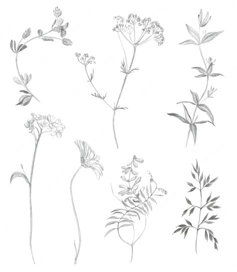 Premium Vector | Pencil sketches of simple field plants Plant Sketch Pencil, Plant Sketch, Pencil Sketches Easy, Plant Sketches, Botanical Drawing, Sketch Pencil, Drawing Simple, Pencil Sketches, Sketches Simple