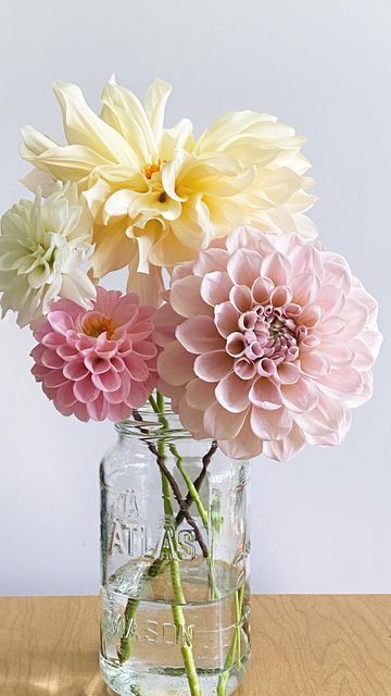 Lara - Flower Grower on Instagram: "Take note. Sweet Nathalie is a must grow dahlia especially if you love the lavender pinks. It’s a prolific bloomer with 4-6 in blooms. I love it for its vase life and over time the colors change slightly. It goes from a lavender pink to a cool pink over time. #dahlias #dahlia #dahliagarden #dahliaseason #sweetnathalie #dahlialove #dahliaofinstagram #grownnotflown #ayearinflowers #localflowers #rockfordillinois #cutflowers #seasonalflowers #dahliacuttings Dahlia Sweet Nathalie, Dahlia Centerpiece, Dahlias Wedding, Dahlias Garden, Growing Dahlias, Wedding Reception Centerpieces, Flower Farmer, Lavender Pink, Flower Arranging