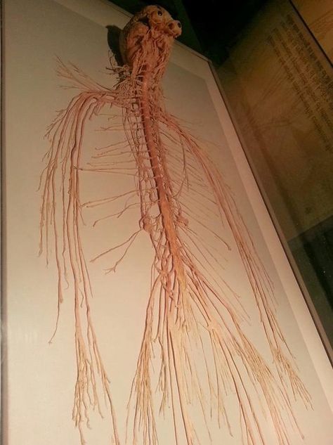 Gunther Von Hagens, Brain Anatomy, Cool Science Facts, Human Body Anatomy, Siluete Umane, Medical School Essentials, Human Anatomy And Physiology, Human Anatomy Art, Medical Anatomy