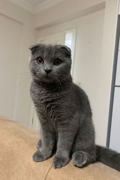 Scottish Cat, Scottish Fold Cats, Chunky Cat, Very Cute Animals, Eyelash Salon, British Cats, Playstation Controller, Dream's Cat, Grey Cat