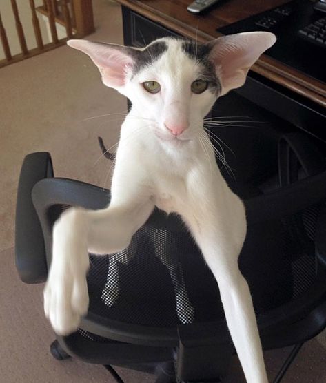 Meet Dobby Cat, the World’s Cutest House Elf Dobby Cat, Gato Sphynx, Elf Cat, Sphynx, Kitty Cats, Siamese Cats, Cute Kittens, Pretty Cats, Beautiful Cats