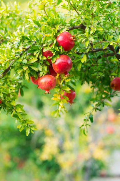 Top 60 Pomegranate Tree Stock Photos, Pictures, and Images - iStock Pomegranate Pictures, Catawba Grapes, Yucca Gloriosa, Pomegranate Tree, Pomegranate Fruit, Tree Nursery, Pomegranate Juice, Deciduous Trees, Red Fruit