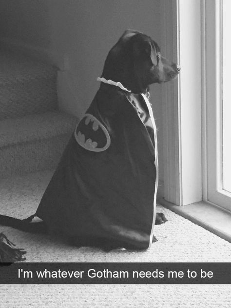 166 Hilarious Dog Snapchats That Are Impawsible Not To Laugh At (Part 2) Batman Dog, Dog Snapchats, Adorable Dogs, Puppy Photos, Baby Animals Funny, Puppy Care, Funny Animal Memes, Pet Puppy, Puppy Dogs