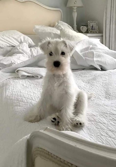 White Miniature Schnauzer, White Schnauzer, Five More Minutes, Working Dogs Breeds, Schnauzer Puppy, White Puppies, Schnauzer Dogs, Wake Up Call, White Company