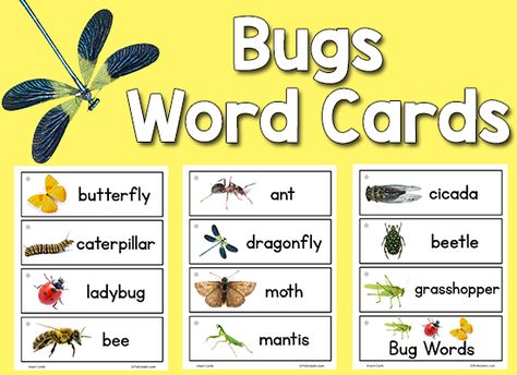 Bugs Insect Picture Word Cards Insect Vocabulary Preschool, Insect Study Creative Curriculum, Preschool Word Walls, Preschool Insects, Preschool Bug Theme, Insect Study, Bug Activities, Insect Unit, Insects Preschool