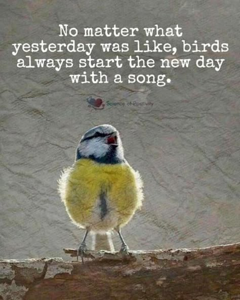 Birds Always Start The New Day With A Song, No Matter What Yesterday Was Like Birds, Spring Sayings, Bird Poems, Bird Quotes, Birds Singing, Life Lesson, Inspirational Thoughts, Lesson Quotes