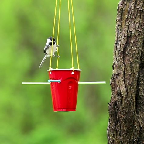 DIY Bird Feeder Diy Birdfeeders Homemade Kids, Bird Feeder Diy, Mason Jar Bird Feeders Diy, Bird Feeders For Kids To Make, Mason Jar Bird Feeders, Bird Feeder Craft, Easy Bird, Planting For Kids, Plastic Party Cups