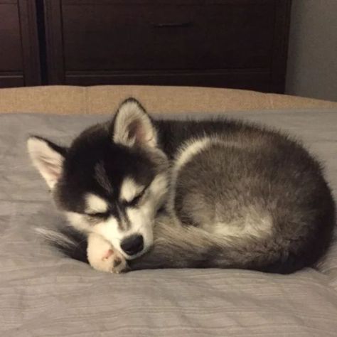 Husky Lovers Community on Instagram: “follow 👉 @huskyloverklubs 👫 Tag a friend 📷 Credit — Unknown (DM for credit) [All rights® are reserved & belongs to their owners. Kindly,…” Baby Husky, Baby Huskies, Cute Animal Quotes, Cute Husky, Husky Lover, Really Cute Dogs, A Husky, Husky Puppy, Husky Dogs