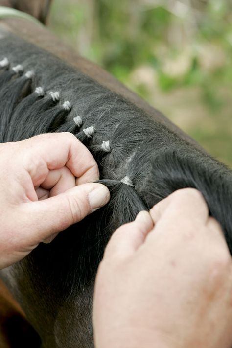 How to Band a Western Horse's Mane - Horse Illustrated Banding Horse Mane, How To Braid Your Horses Mane, Horse Detangler Diy, How To Braid Horse Mane For Show, Horse Mane Braids, Western Bits For Horses, Horse Hair Braiding, Horse Braiding, Western Pleasure Horses