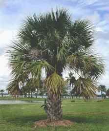 10 SABAL PALM TREE Cabbage Palmetto Seeds - zone 6-11, 20-30' tall Sabal Palmetto, Cold Hardy Palm Trees, Sabal Palm, Germinating Seeds, Cabbage Flowers, Palmetto Tree, Black Fruit, Hardiness Zones, Arbour Day