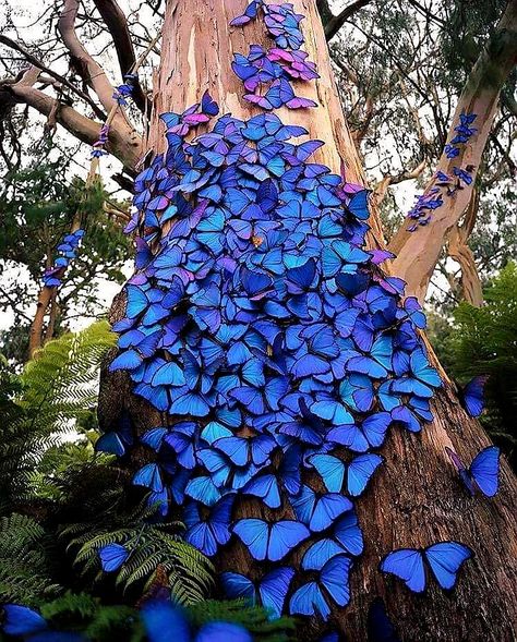 Morpho Azul, Butterfly Migration, Creative Gardening, 판타지 아트, Colorful Butterflies, Fantasy Landscape, Art Movement, Beautiful Butterflies, Mother Earth