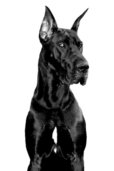 Great Dane Photography, Great Dane Portrait Photography, Black Great Dane, Great Danes Black, Great Dane Black, Great Dane Facts, Black Great Dane Cropped Ears, Black Great Danes, Pet Anime