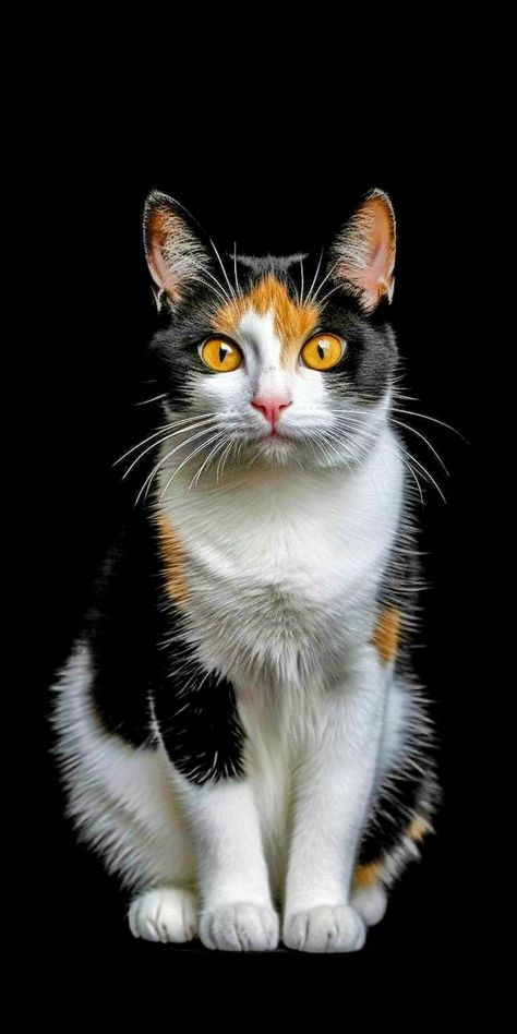 Kittens In Costumes, Calico Cat Names, Beautiful Kittens, Gorgeous Cats, Cute Cats Photos, Cat Icon, Cat Photography, Cat Owner, Calico Cat