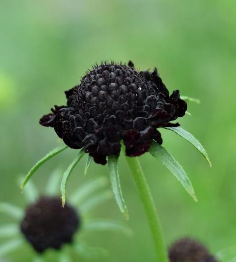 Scabiosa, also known as pincushion flower is such an interesting specimen! I love the way they look from bud to bloom. The name actually translates to mourning bride. The flowers are a very dark maroon to near black with contrasting white stamens.Makes for a lovely cut flower or to enjoy in the garden. A must for the gothic garden.Grows 2-3 feet tall and 6 inches to 1 foot wide.Annual. Can be grown in any zone at the right temperature. Ideal temperatures are between 70 and 75 degrees. These will Black Scabiosa, Gothic Gardens, Scabiosa Flower, Pincushion Flower, Black Plants, Cortaderia Selloana, Goth Garden, Gothic Garden, Sweet William