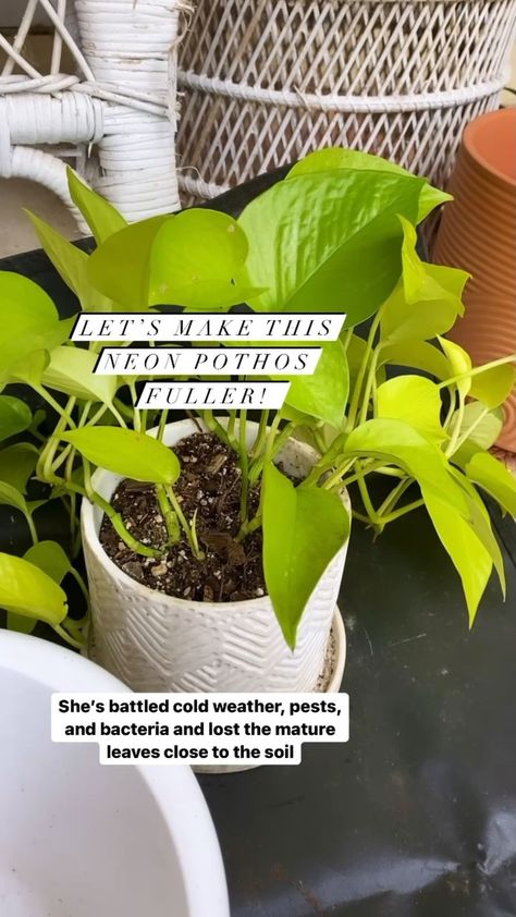 hello_happy_plants on Instagram: 𝗡𝗲𝗼𝗻 𝗣𝗼𝘁𝗵𝗼𝘀 One of my easiest growing plants and one that I would definitely recommend for beginners. I’ve been able to propagate this guy… Neon Pothos, Big Leaves, Growing Plants, Soil, House Plants, Neon, Flowers, Plants, Instagram