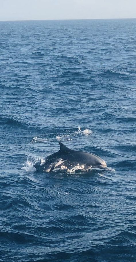 A mother dolphin and it's baby swimming in the sea in the Maldives Blue Core Wallpaper, Mar Wallpapers, Sea Animals Wallpaper, Whale Wallpapers, Blue Beach Aesthetic, Blue Sea Wallpaper, Blue Ocean Wallpaper, Whales Wallpaper, Dolphin Wallpaper