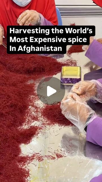 bonappetitmag on Instagram: "Why is saffron so expensive? Take a look at the annual harvest process with @herayspice owner/founder Mohammad Salehi. At the spice cooperative’s facility in Herat, Afghanistan, flowers are picked over for their precious threads of saffron — work that must be done by hand — before being processed and packaged for international export." Biology Plants, Herat Afghanistan, Saffron Flower, Saffron Threads, Satisfying Videos, Satisfying Video, Biology, Take A, Look At