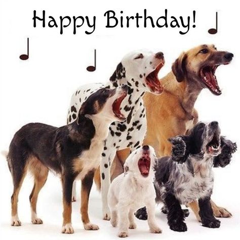 Happy Birthday Dog Meme, Dog Birthday Wishes, Funny Happy Birthday Wishes, Happy Birthday Dog, Birthday Greetings Friend, Cool Birthday Cards, Happy Birthday Greetings Friends, Happy Birthday Beautiful, Dog Birthday Card