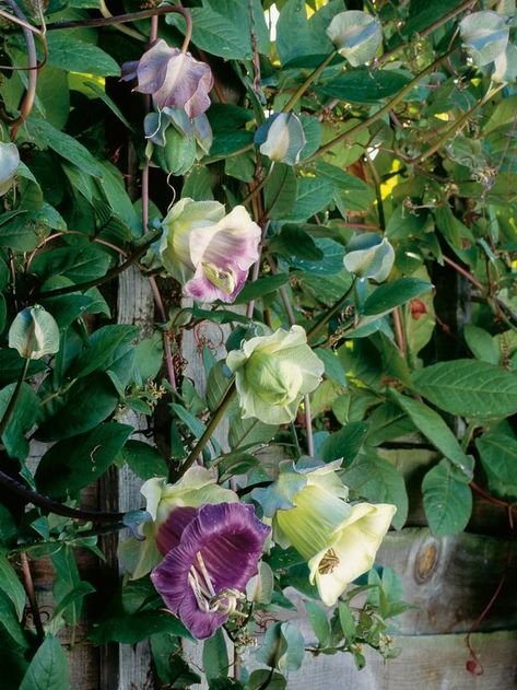 Cup-and-Saucer Vine is a good plant for trellises and archways Plants For Sun, Hgtv Garden, Climbing Flowers, Frosé, Garden Vines, Best Plants, Purple Garden, Trellis Plants, Sun Plants