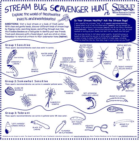 New! Stream Bug Scavenger Hunt! Explore the world of Freshwater insects and invertebrates! Great for camps, schools, home schoolers! Pollinator Scavenger Hunt, Insect Scavenger Hunt, Bug Scavenger Hunt, Forest Preschool, Crafts Nature, Sea Nature, Educational Activities For Kids, Science Curriculum, Scavenger Hunts