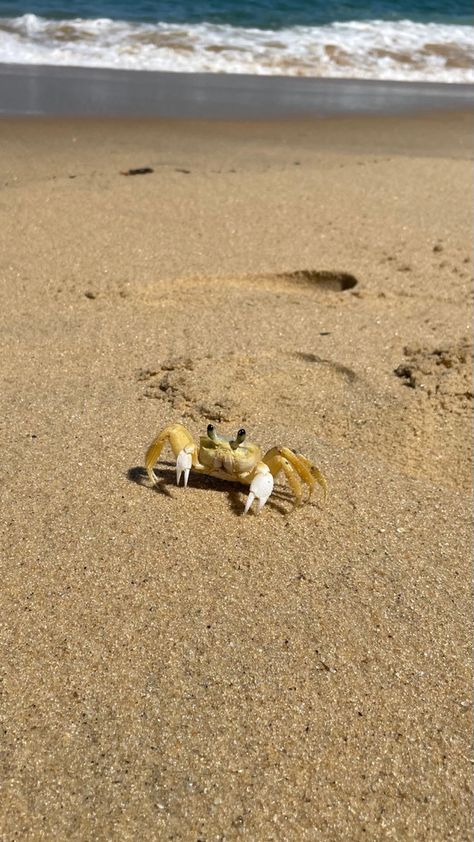 Beach Fake Story, Ocean Life Photography, Father Love Quotes, Jungle Life, Sea Photography, Vacation Mood, Instagram Photo Ideas Posts, Academia Aesthetic, Marine Animals