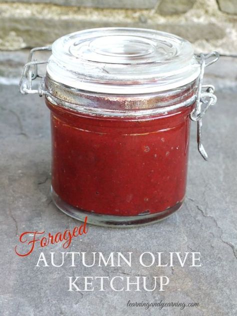 If you live in the eastern half of the United States it’s likely that autumn olive grows in your area. It's so easy to forage and the puree is perfect for making a tasty autumn olive ketchup! Autumn Olive Recipes, Elaeagnus Umbellata, Wild Gardening, Roasted Dandelion Root, Olive Spread, Autumn Olive, Edible Landscape, Scratch Cooking, Ketchup Recipe