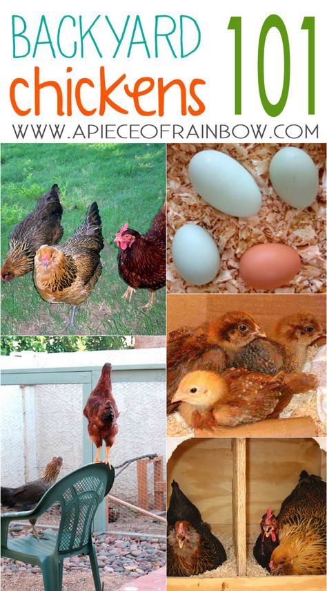 Chickens give us yummy eggs, and they are great helpers in the garden! Here are 7 essential steps on how to get started with backyard chickens! Chickens 101, Country Woman, Furniture Redos, Chicken Ideas, Raising Backyard Chickens, Apple Trees, Keeping Chickens, Mini Farm, Urban Homesteading