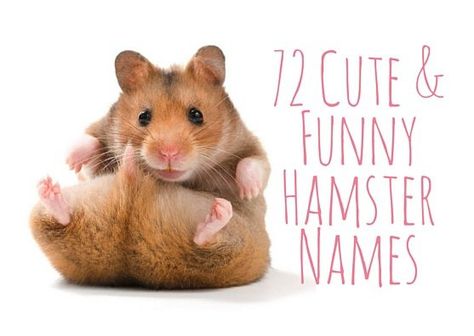 72 Cute and Funny Hamster Names Hamster Names Boy, Funny Pet Names, Hamster Cage Ideas, Hamster Ideas, Robo Hamster, Roborovski Hamster, Funny Hamster, Hamster Stuff, Hamster Names