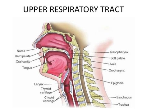 Upper Airway Anatomy, Airway Anatomy, Respiratory Therapy Notes, Respiratory System Anatomy, Radiology Schools, Emt Study, Human Respiratory System, Anatomy Images, Soft Palate