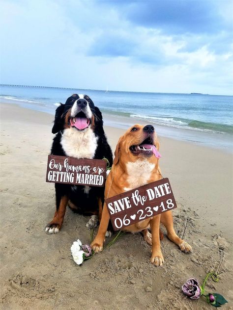 Baby Announcement Ideas With Dogs, Baby Announcement With Dog, Menu Signs, Baby Announcement Ideas, Dog Baby Announcement, Engagement News, Engagement Signs, Announcement Ideas, Save The Date Photos