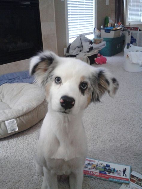 Shaved 7 year old Australian Shepherd. Throw back blue Merle Shaved Aussie Dog, Mini Australian Shepherd, Aussie Dog, Belgian Sheepdog, Doggie Treats, Cattle Dogs, Aussie Dogs, Australian Cattle Dogs, Dog Tips