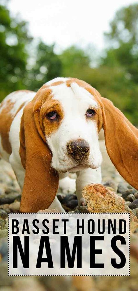 Basset Hound Names - 200 Ideas For Your New Hound Basset Hound Funny, Fun Facts About Dogs, Names Dog, Basset Puppies, Hound Dog Breeds, Puppies Pictures, Best Dog Names, Images Cartoon, Droopy Eyes