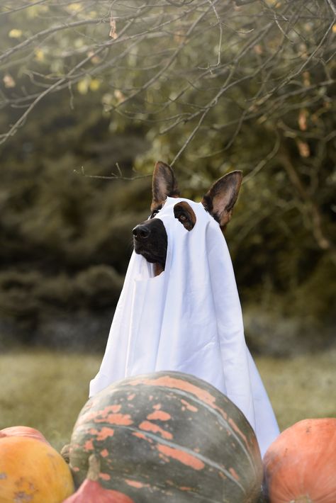 Ghost halloween dog german shepherd Dog Sheet Ghost Photoshoot, Ghost Photoshoot With Dog, Dog Ghost Photoshoot, Dog In Halloween Costume, Dog Ghost Costume, German Shepherd Halloween, Sheet Costume, Dog Ghost, Ghost Photoshoot