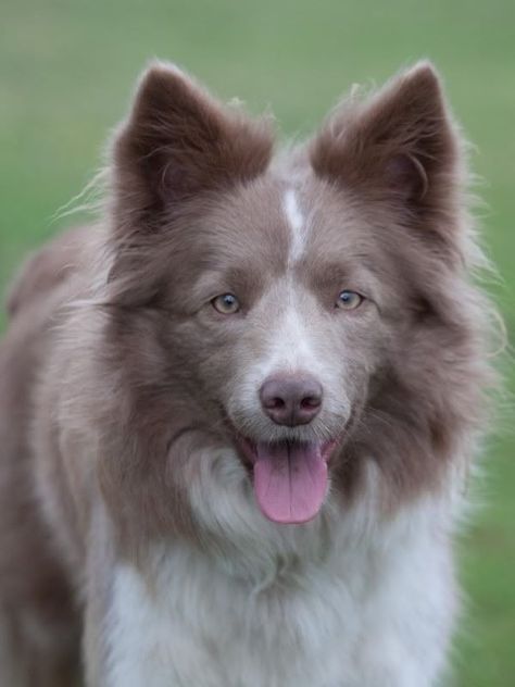 Lilac And White Border Collie, Border Collie Lilac, Border Collie Black And White, Border Collie Black, Border Collie Training, White Border Collie, Aussie Puppies, Border Collie Puppies, Collie Puppies