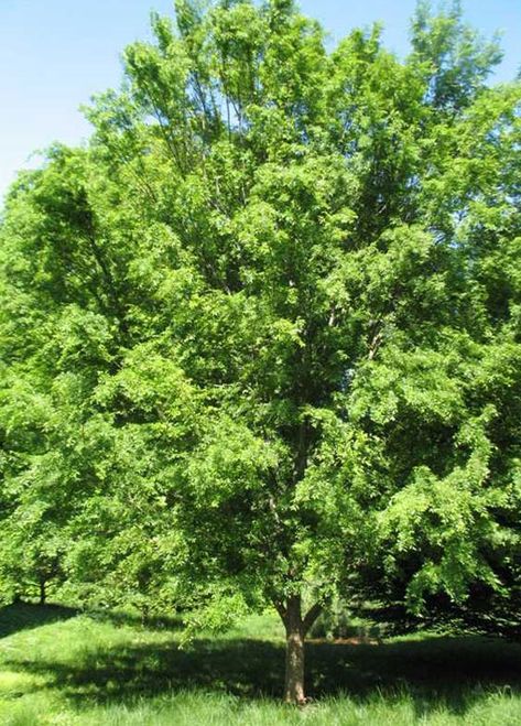 Lacebark Elm, Elm Tree, Garden Centers, Silk Plants, Trees And Shrubs, Beautiful Tree, Garden Center, Garden Plants, House Plants