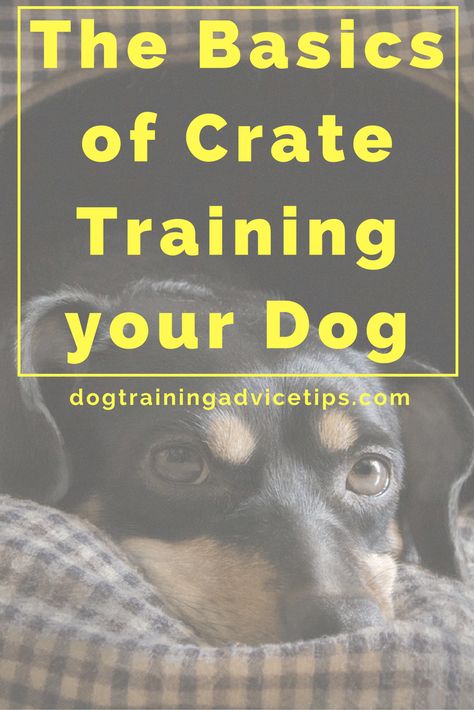 The Basics of Crate Training Your Dog | Crate Training is one of the most effective methods of training your dog. Learn the Basics of Crate Training Your Dog like millions of dog owners have and enjoy the success that results from it. Crate Training Dog, Train Dogs, Puppy Obedience Training, Positive Dog Training, Easiest Dogs To Train, Basic Dog Training, Dog Potty Training, Dog Potty, Potty Train