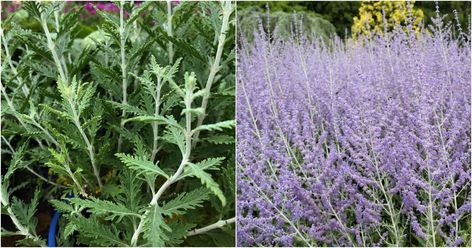 Mexican Sage, Large Hydrangea, Russian Sage, Sage Garden, Sage Plant, Plants For Hanging Baskets, Butterfly Bush, Soil Layers, Starter Plants