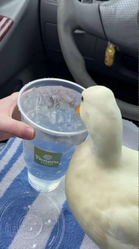 Duck Drinking Water, Ducks Drinking Water, Animals Drinking Water, Eating Ice, Cute Animals Puppies, Baby Ducks, Baby Goats, Drinking Water, Cute Animals