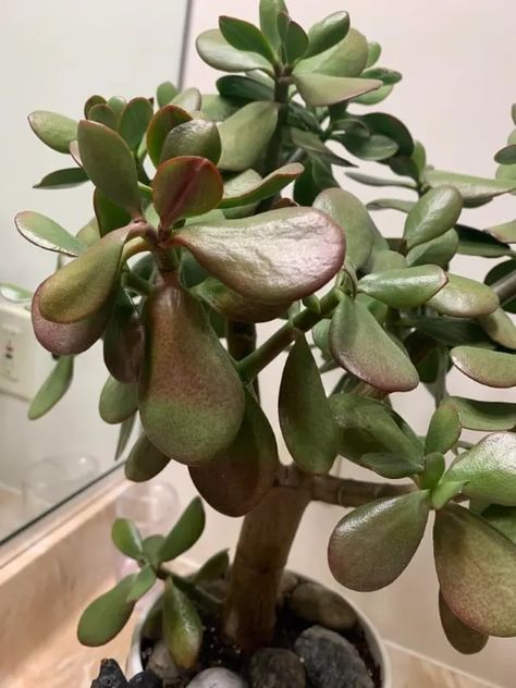 Why Is My Jade Plant Turning Red? – It May Be One Of These 4 Things 2 Planting In Sandy Soil, Jade Plant, Plant Problems, Turning Red, Sandy Soil, Jade Plants, Easy Plants, Cactus And Succulents, Planting Succulents