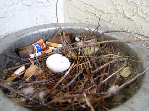 Rock Pigeon nests might be as simple as a couple of sticks collected on a flat platform. Rock Pigeon parents incubate the eggs for about 18 days. This nest is in an urban stairwell (photo by Pauline Schafer & Tobias Hagge, TX). Pigeons Nest, Rock Pigeon, Crested Pigeon, Pigeon Nest, Dove Nest, Poetic Quote, Different Birds, Bird Species, Pigeon