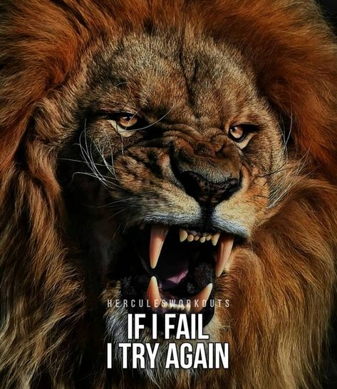 🏋Fitness▪Bodybuilding▪Quotes on Instagram: “🔥💪SUCCES IS ALL ABOUT ENDURANCE SOLDIERS! NEVER EVER GIVE UP! _ 🔥WAKE UP THE HERCULES IN YOU!👇 _ 🚨@herculesworkouts_coaching🚨…” Animal Photography Wildlife, Lion Head Tattoos, Lion Photography, Lions Photos, Lion Tattoo Design, Roaring Lion, Lion Wallpaper, Lion Images, Male Lion