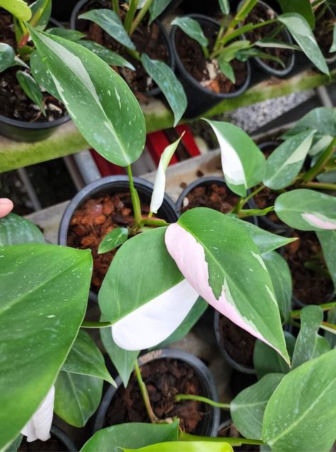 Philodendron White Princess, Philodendron Care, The White Princess, Philodendron Plant, Airbnb Promotion, Variegated Plants, Plant Ideas, White Princess, Peat Moss